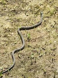 今日 白黒の蛇を見かけました 生態ではなくて幼体でした Yahoo 知恵袋