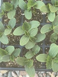 キュウリの苗に穴が開いてる感じに なっているのですが虫食 Yahoo 知恵袋