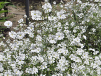 この花の名前を教えて 背の低い 膝くらいまでの花です 今日撮 Yahoo 知恵袋