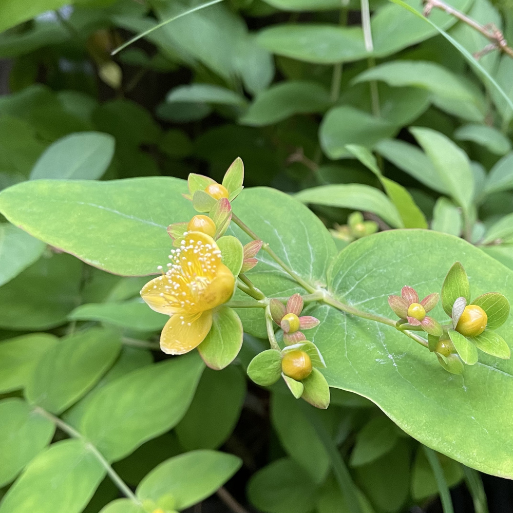 この花はなんでしょうか コボウズオトギリですね Yahoo 知恵袋