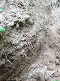 じゃがいもの土寄せで出てくるこの根はじゃがいもの根ですか 芽 Yahoo 知恵袋