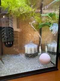 ベタはオトシンクルスを食べますか 混泳させてて大きな水槽にお引越しさせ Yahoo 知恵袋