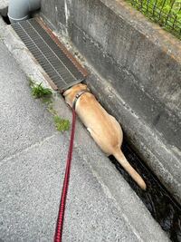 犬が散歩中に用水路と言うかドブ川に入るわんちゃんを良く見かけますが、衛生的に大丈夫なのでしょうか？ 