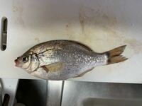 この魚はなんですか 北海道留萌郡小平町で釣りました Yahoo 知恵袋