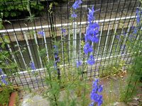 埼玉県北部在住
写真の草花の名前を教えてください。
種が飛ぶのか、かなりの勢いで増殖します。 