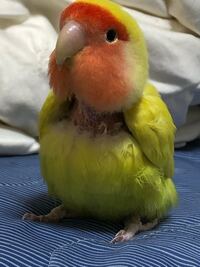 こざくらインコのなつかせ方について教えて下さい 家の子になって３日 Yahoo 知恵袋