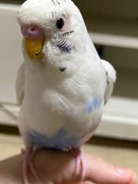 インコの吐き戻しがひどくすごくすごく臭いです オスのセキセイが発情がす Yahoo 知恵袋