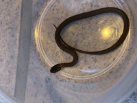 この蛇なんていう蛇ですか ヒバカリだったら飼育しても大丈夫で Yahoo 知恵袋