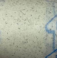 布団の裏側や周囲 上などに１mm 3mm程度のごま粒の形をした黒い糞の Yahoo 知恵袋