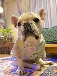 犬の肝臓用サプリについて質問です 愛犬がibd治療のため ステ Yahoo 知恵袋