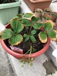 定植したばかりのイチゴの葉の外周が茶色に枯れてきてしまいました どうしたらよい Yahoo 知恵袋