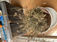 枯れてしまった 鉢植えラベンダー 仕事先の人からラベンダー Yahoo 知恵袋