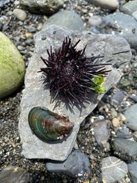 海岸の磯にウニがいるんですが捕まえて食えますか 漁業権があればマ Yahoo 知恵袋