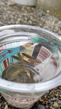 川遊びで魚がいました 種類はなんでしょうか 家で育てることが Yahoo 知恵袋