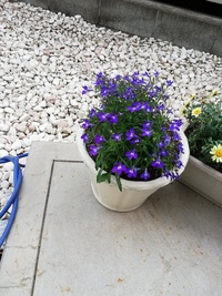 この青い花の名前を教えてください また 育てかたのポイントや水やり頻度 Yahoo 知恵袋