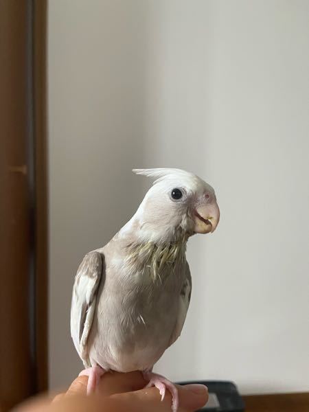 オカメインコ シナモンパイド生後2ヶ月半 雄 雌の予想を Yahoo 知恵袋