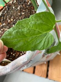 ベランダで栽培してるミニトマトのひとつの枝の葉に 黒い斑点が Yahoo 知恵袋