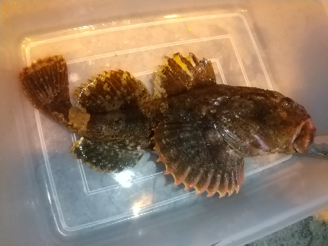 この魚はなんですか スズキです シーバスとも言われています Yahoo 知恵袋