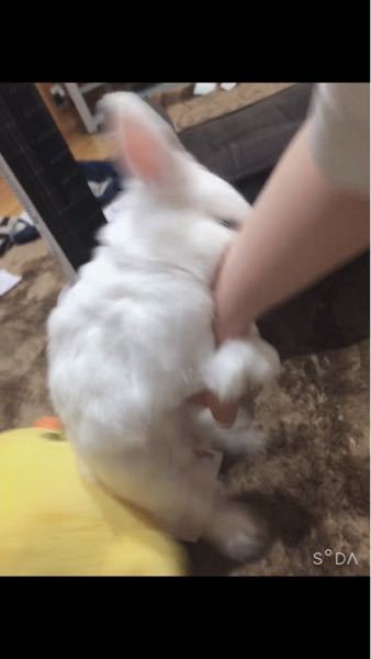 ネザーランドドワーフ2歳 昨日より元気がなく食欲もないため受診毛球症と Yahoo 知恵袋