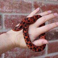 これは トウブシシバナヘビでしょうか Yahoo 知恵袋