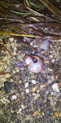 至急です カタツムリを踏んでしまいました 彼のためにできることは Yahoo 知恵袋