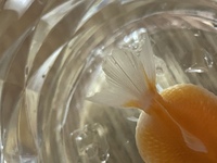 ピンポンパールの尾鰭について 金魚初心者です ツリガネムシの Yahoo 知恵袋