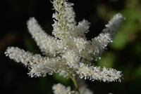 この白い小花が密集している花の名前を教えてください よろしくお願いいた Yahoo 知恵袋