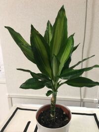 頂いた観葉植物ですが 何という名前の観葉植物ですか また頂いてから Yahoo 知恵袋