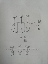 里芋栽培でお聞きします昨年できた里芋は無事種芋としていま発芽しだしまし Yahoo 知恵袋