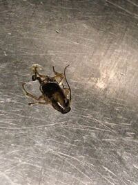 閲覧注意これはゴキブリですか チャバネゴキブリの中齢幼虫 駆除防 Yahoo 知恵袋