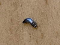 写真の虫が家にいたのですが 一体何という虫なのでしょうか 先日 初めて Yahoo 知恵袋
