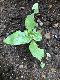 ミニひまわりを花壇に地植えしてます 9本今苗が出て本番も出てるのですが Yahoo 知恵袋