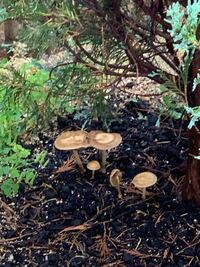 庭にこんなキノコが生えていました これはなんて言う種類のキノコです Yahoo 知恵袋