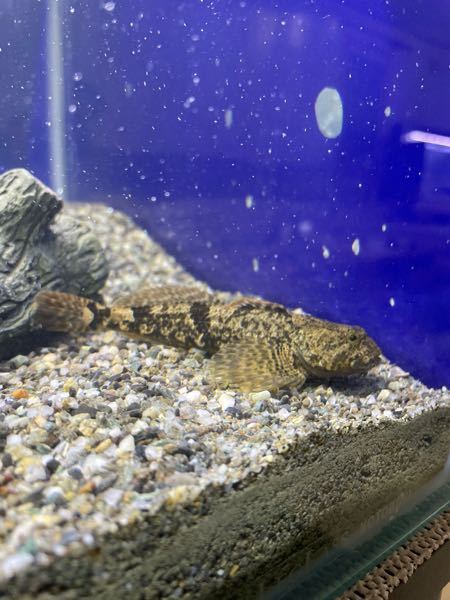 グッピーエイズで１００匹くらい死にましたが 生き残った１０匹くらいはずっと元 Yahoo 知恵袋