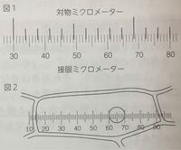生物 タマネギの表皮細胞の 核の大きさは 外側ほど大きい それと Yahoo 知恵袋