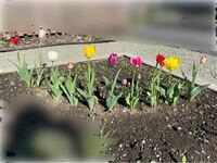 北海道在住です 庭の小さな花壇にチューリップ ムスカリ クロッカ Yahoo 知恵袋