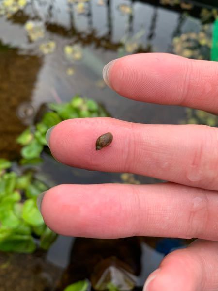 サカマキガイかヒメタニシの稚貝どっちですかね 完全にサ Yahoo 知恵袋