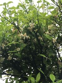 花の咲かないレモン スーパーで買ったレモンの種を蒔いて 8年 Yahoo 知恵袋