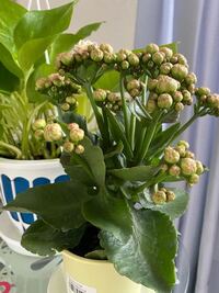 カランコエ の生育について 葉が多いような気がするのですが 減ら Yahoo 知恵袋