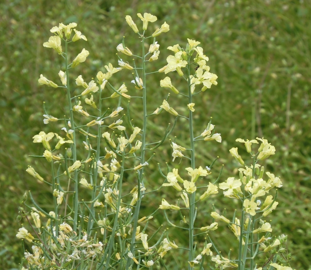 ハツユキカズラの花をご覧になった方はいらっしゃいますか 先日うちにハツ Yahoo 知恵袋