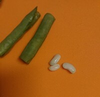 いんげん豆の中の白い豆について 離乳食で食べさせるため いんげんを購入 Yahoo 知恵袋