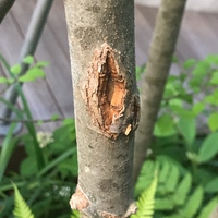 地植えのアオダモに発生した害虫の名前を教えてください 添付写真のダンゴム Yahoo 知恵袋