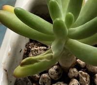 ピートモスの無調整は表示されてますか 100円ショップで購入した Yahoo 知恵袋