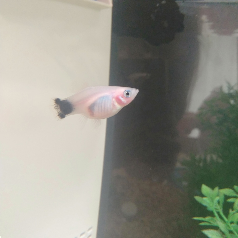 ミッキーマウスプラティを飼い始めてひと月程の熱帯魚初心者です 現 Yahoo 知恵袋