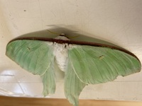 昆虫の写真注意 この写真の昆虫 蛾 がなんという名前か教 Yahoo 知恵袋