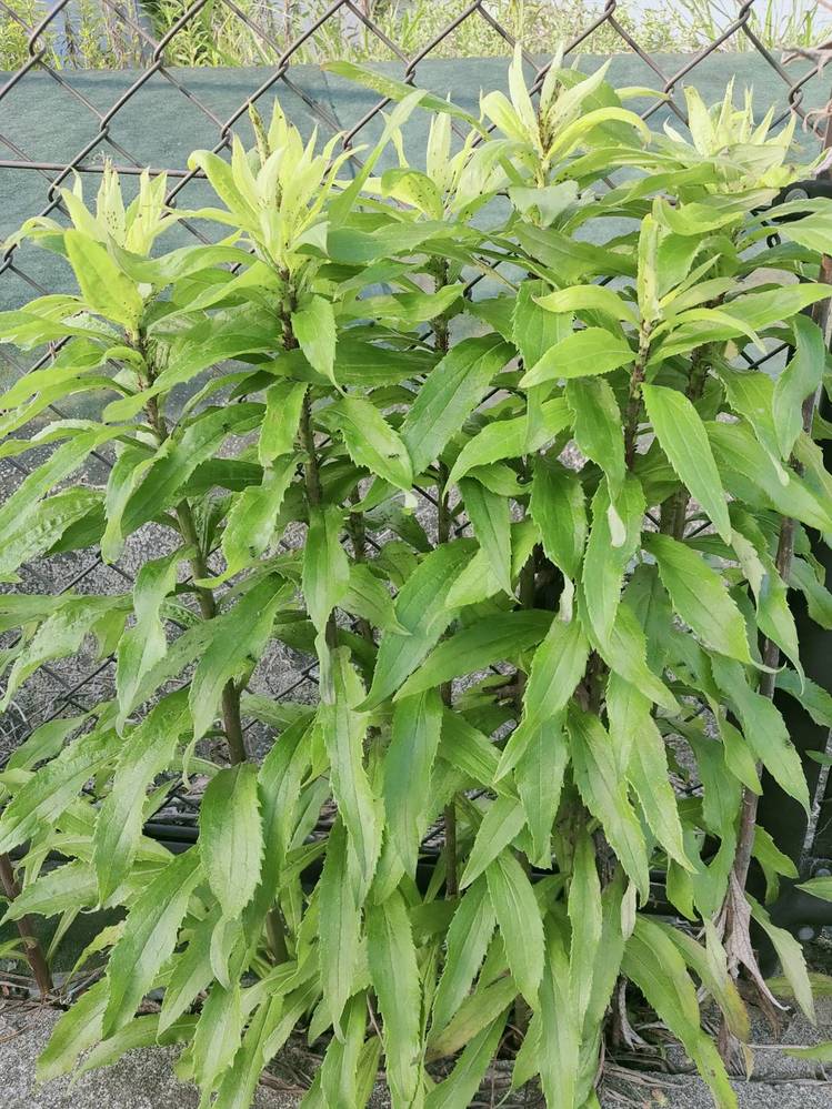 この雑草は何でしょうか セイタカアワダチソウとはちょっと違う Yahoo 知恵袋