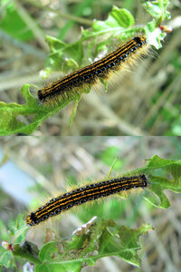 春の山にいた何か の幼虫 毛虫です 蛾か蝶の幼虫 毛虫っぽいのですが Yahoo 知恵袋