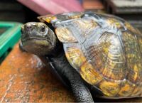 水棲亀を寿命で死ぬまで飼ってた人っているんですか 水棲亀を寿 Yahoo 知恵袋
