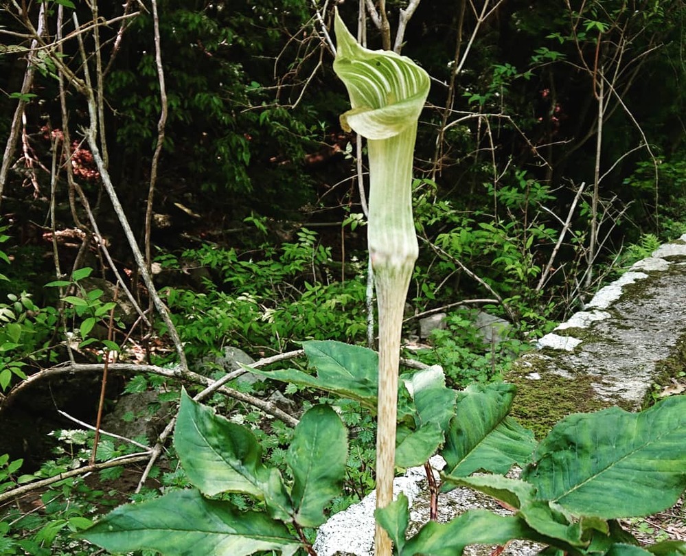 玄関に2センチくらいのカタツムリみたいな生物が毎日はいずっています 梅雨に入 Yahoo 知恵袋