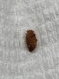 この虫 何虫がわかるかたいらっしゃいませんか？ グニョグニョ動きます。
土の表面というか中は見てないのですが、今朝 ピーマンのプランターの土にいました。